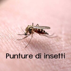 Punture di insetti